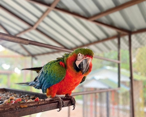 Pets Zoo
