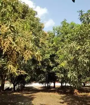 Nature View